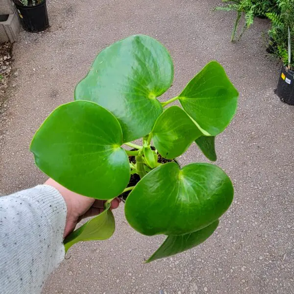 Raindrop Peperomia (Peperomia polybotrya)