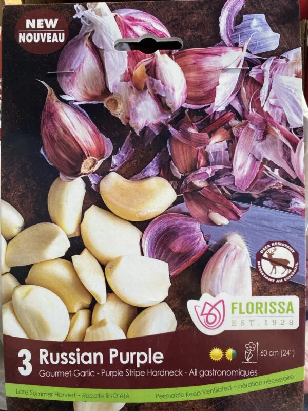 Russian Purple Garlic (Hardneck)