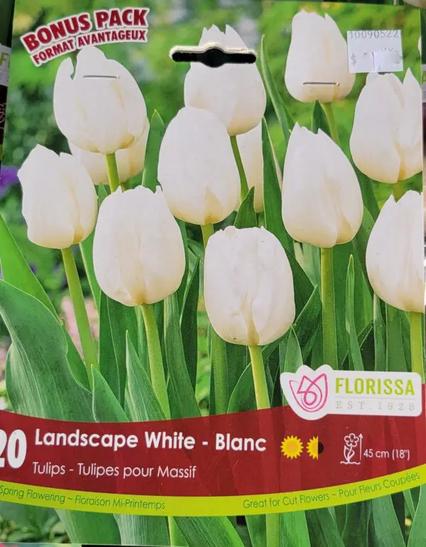 Tulips - Landscape White