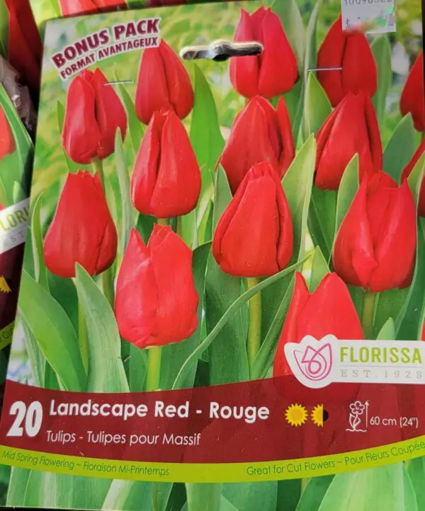 Tulips - Landscape Red