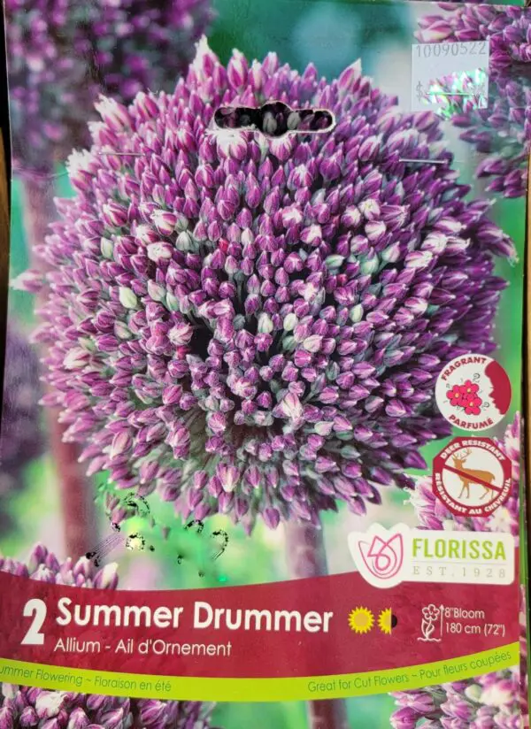 Allium Bulbs - Summer Drummer