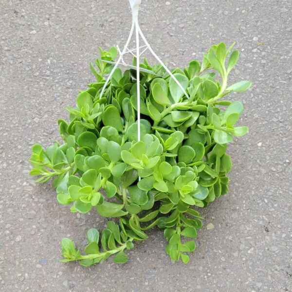 Trailing Jade (Kleinia petraea) -  Tropicals/Houseplants