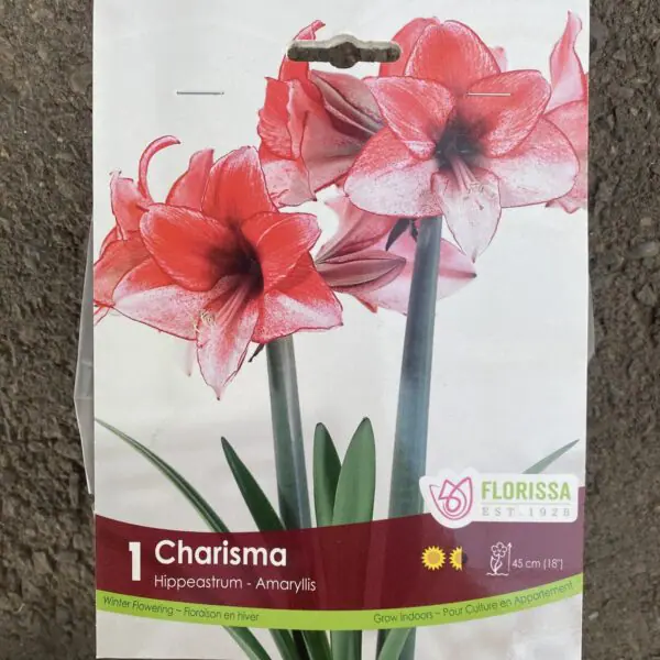 Amaryllis 'Charisma' (1 bulb, 1-3 shoots) - Indoor Bulbs