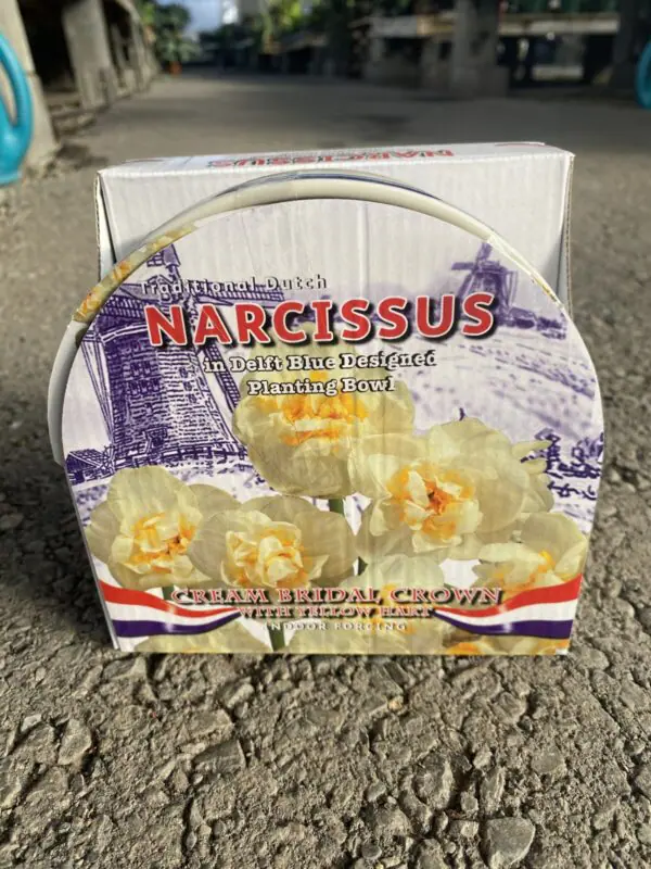 Traditional Dutch Narcissus 'Cream Bridal Crown' Indoor Growing Bowl Kit - Indoor Bulbs