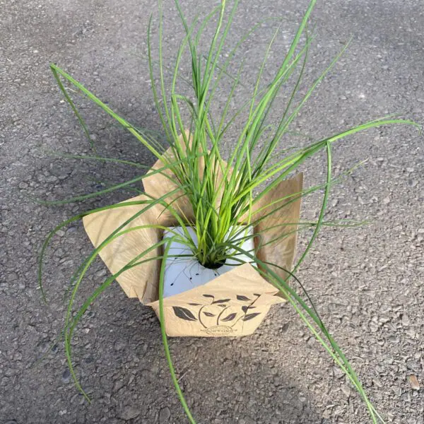 Large Chives Plants - Culinary Herbs