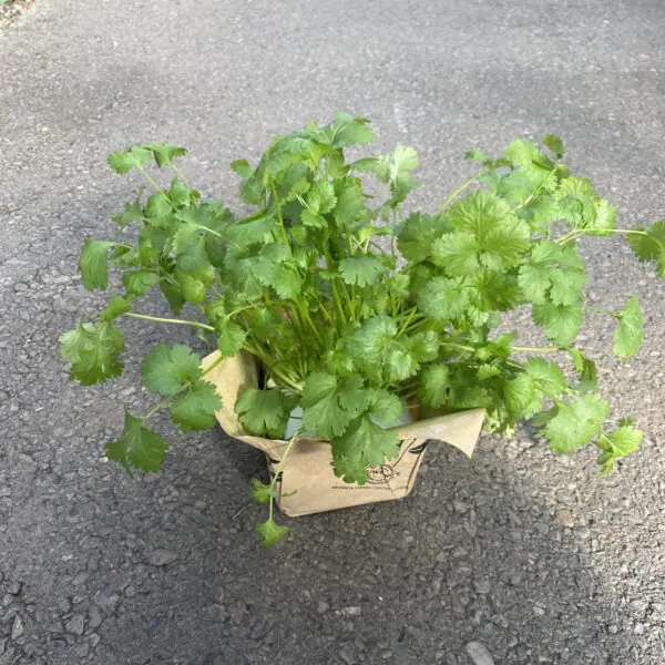 Large Cilantro Plants - Culinary Herbs