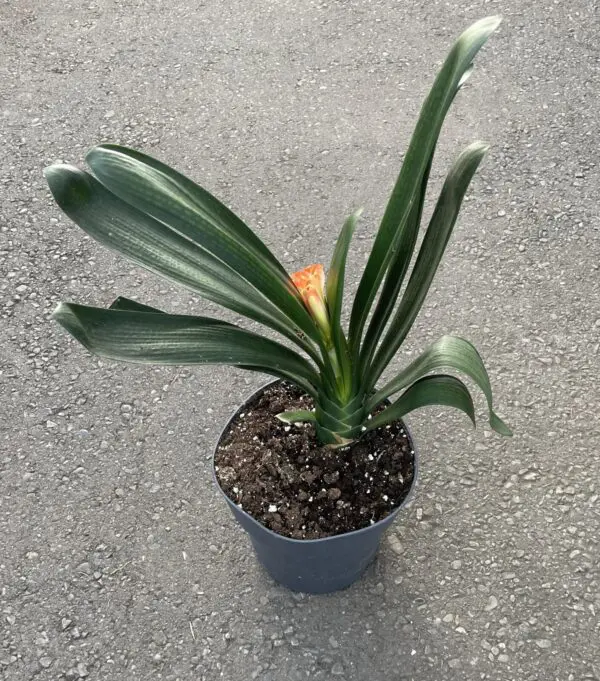 Clivia- Orange Blooming