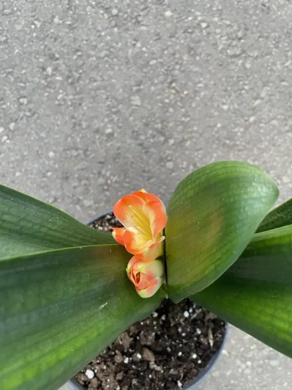 Clivia- Orange Blooming - Image 2