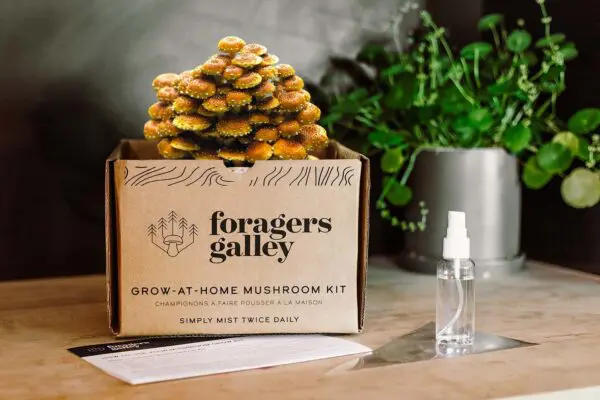 Grow At Home Mushroom Kit - Image 6