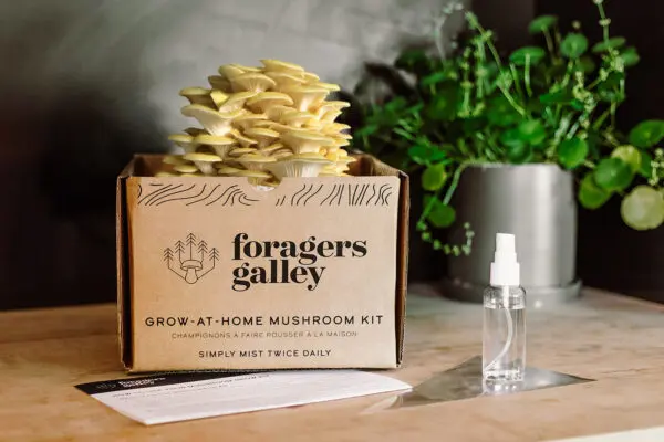 Grow At Home Mushroom Kit - Image 4