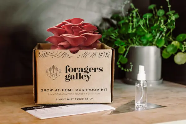 Grow At Home Mushroom Kit - Image 2