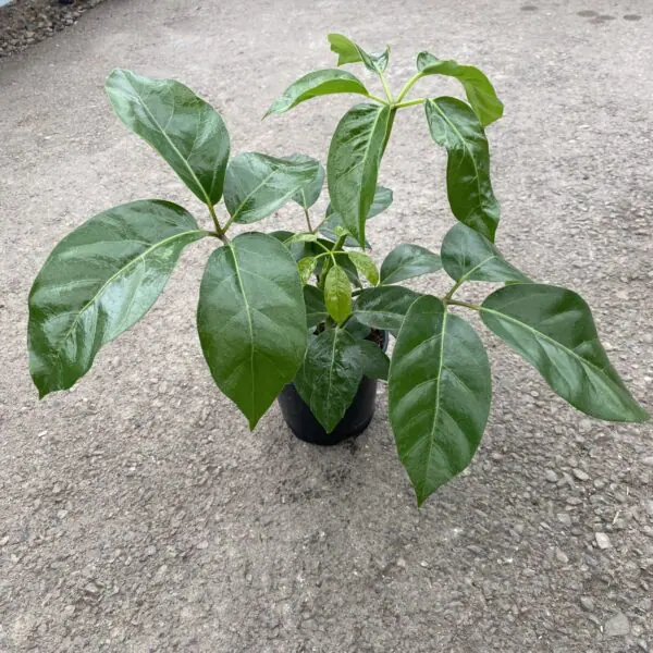 Schefflera 'Alpine'