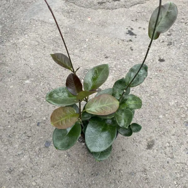 Hoya Australis