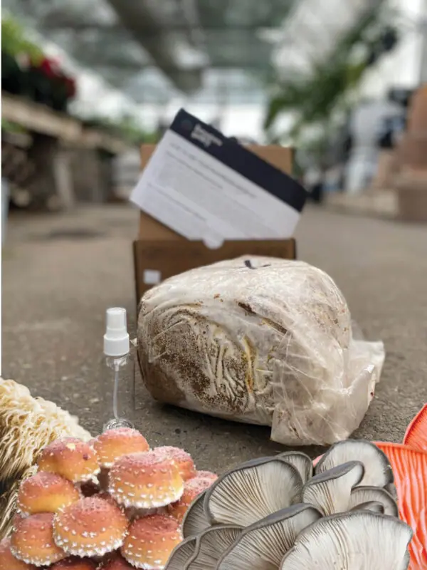 Grow At Home Mushroom Kit