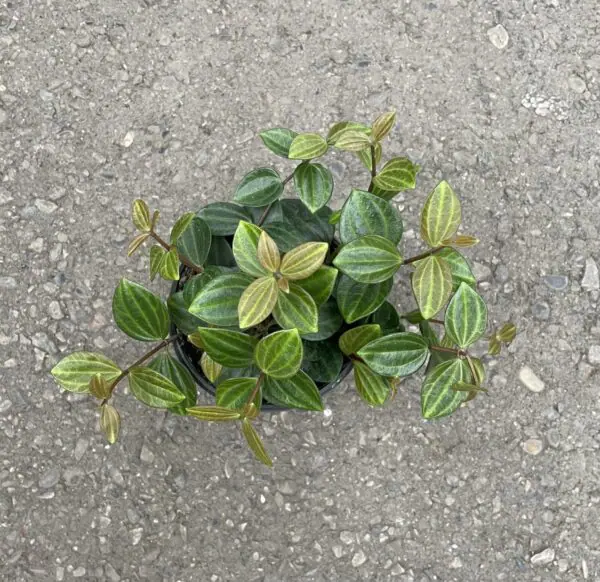 Peperomia 'Radiance' (Peperomia Beetle)