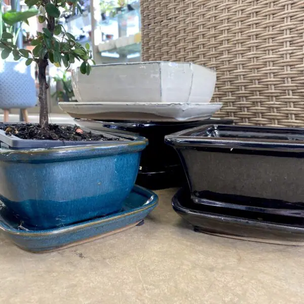 Bonsai Pot - Medium