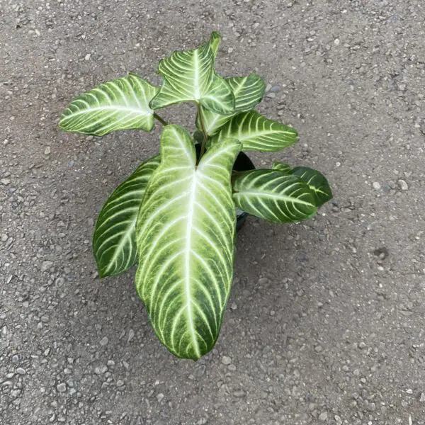Caladium Magnificum (Xanthosoma lindenii 'Magnificum') - Tropicals/Houseplants
