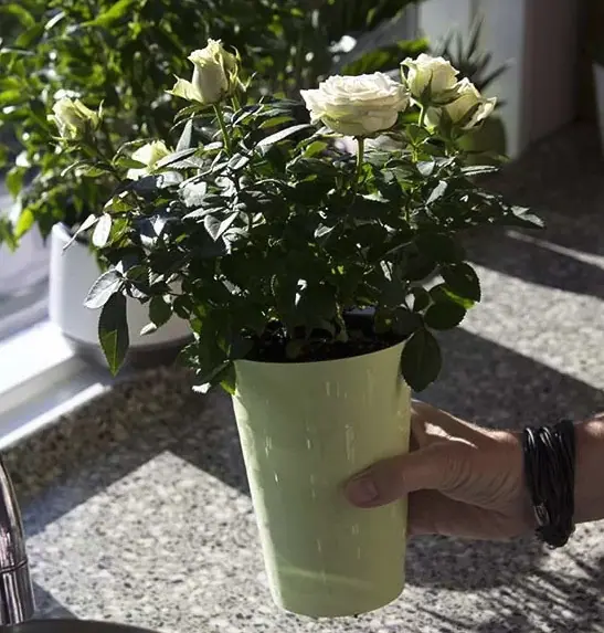 Easy-Water Long-Life (Self-Watering) Pot - Image 5
