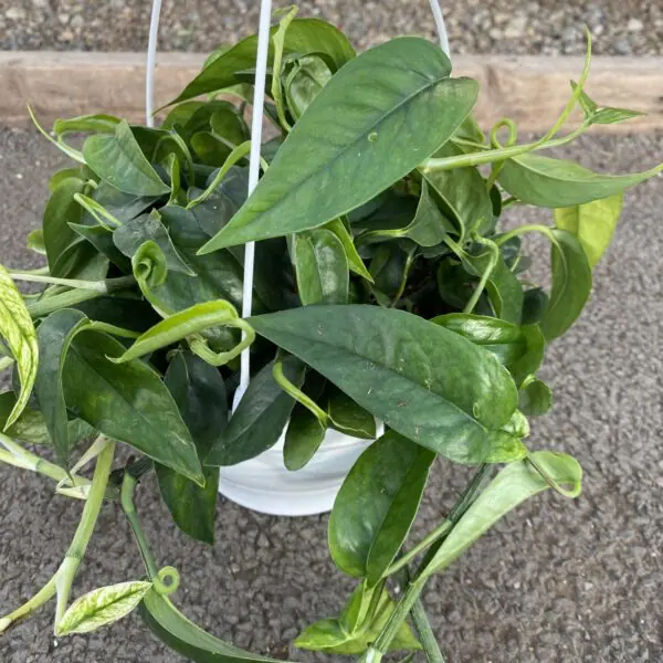 Epipremnum Pinnatum