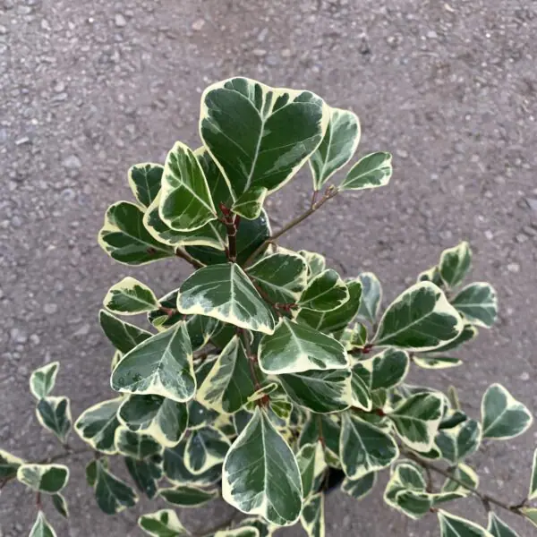 Ficus Triangularis Variegata - Image 2