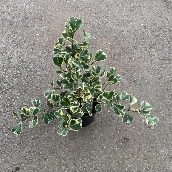 Ficus Triangularis Variegata