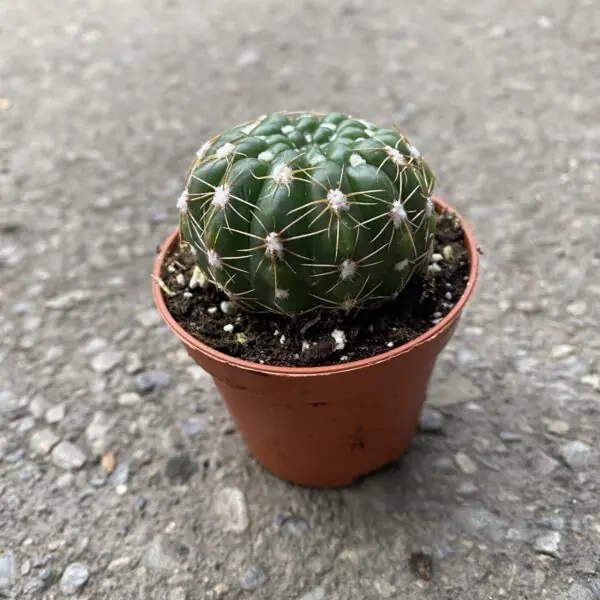 Fraelia Cactus (Frailea pumila)