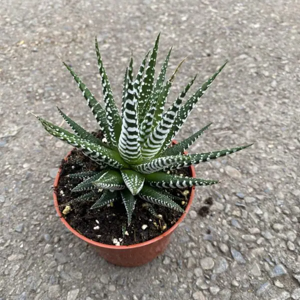 Haworthia 'Zebra' -  Tropicals/Houseplants