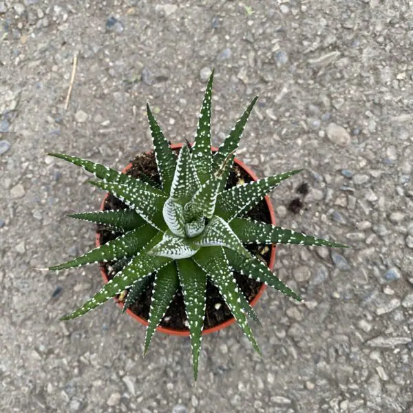 Haworthia 'Zebra' -  Tropicals/Houseplants - Image 2