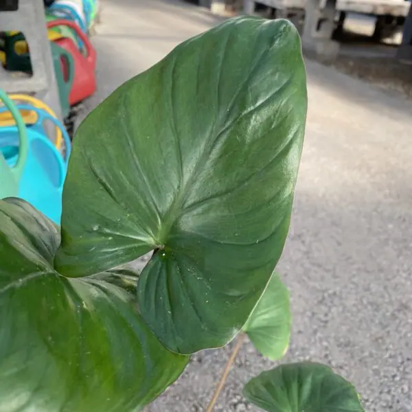 Homalomena rubescens 'Emerald Green'