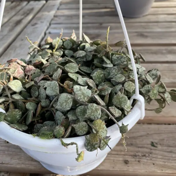 Hoya 'Curtisii'