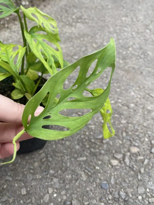 Monstera Adansonii