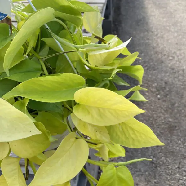 Neon Pothos (Epipremnum aureum 'Neon') - Tropicals/Houseplants - Image 2
