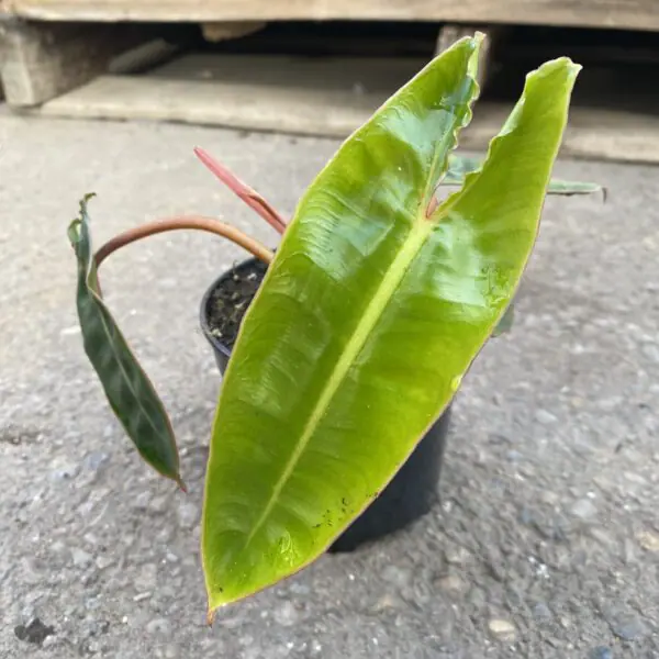 Philodendron Billietiae