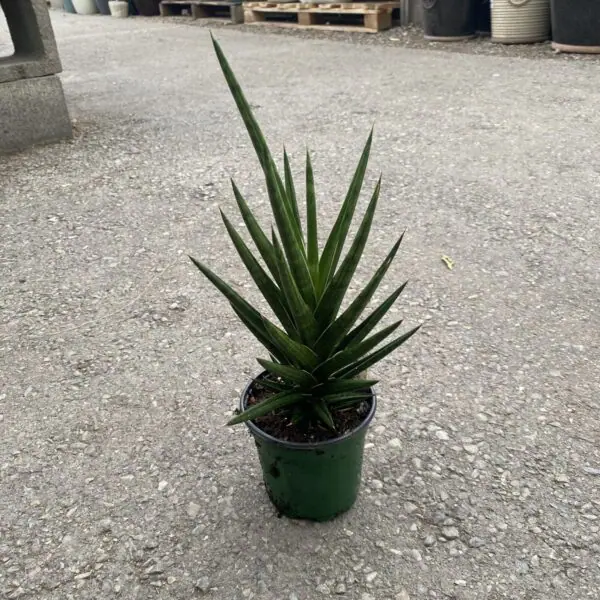 Spikey Snake Plant (Sansevieria Francissi)