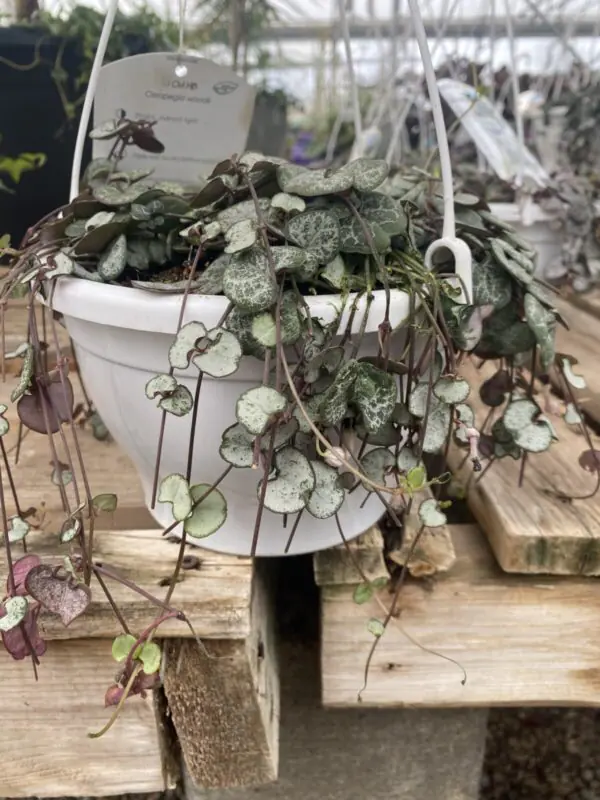 String of Hearts (Ceropegia Woodii) - Tropicals & Houseplants - Image 8