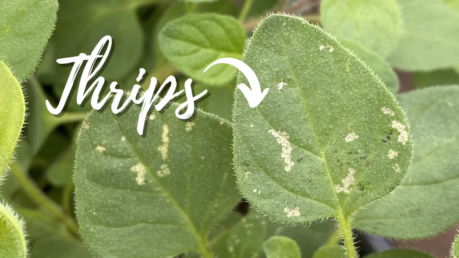 Bug Series: How to Deal With Thrips › Anything Grows
