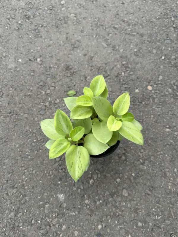 Peperomia 'Pixie Lime'