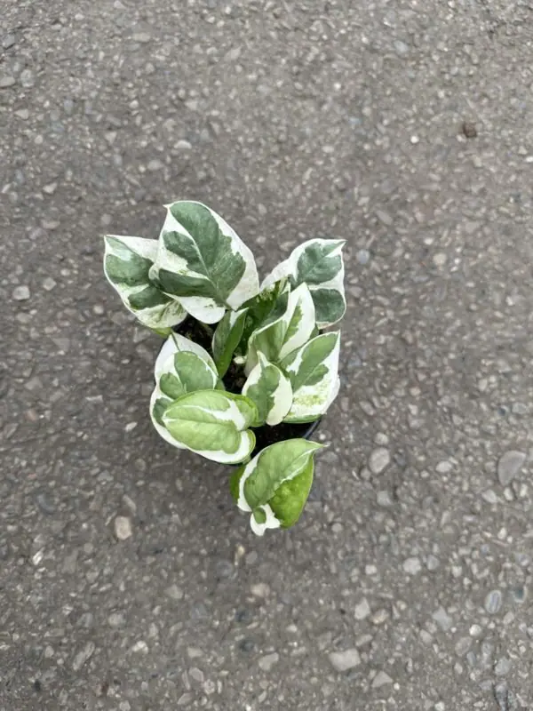 Pothos n'joy