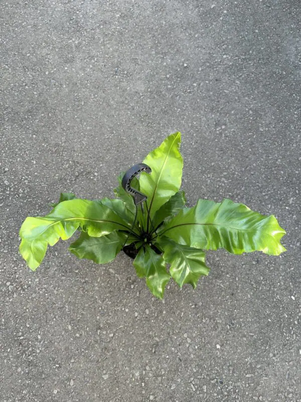 Birds Nest Fern