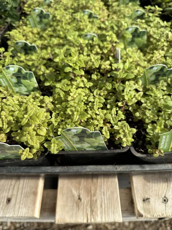 Marjoram - Culinary Herbs