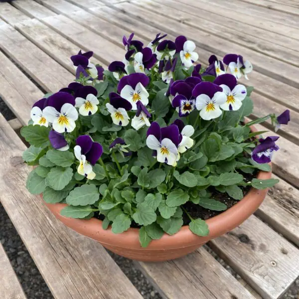 Assorted  Annual Blooming Bowls - Mixed Colours - Image 3