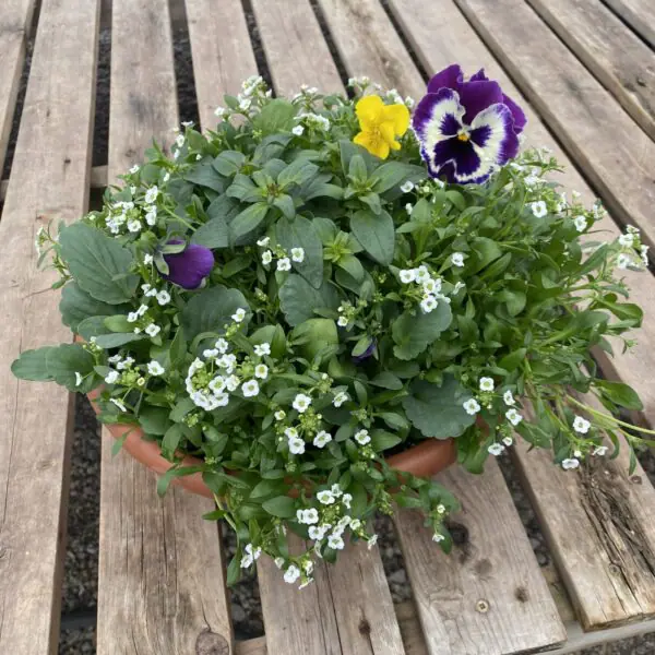 Assorted  Annual Blooming Bowls - Mixed Colours - Image 2