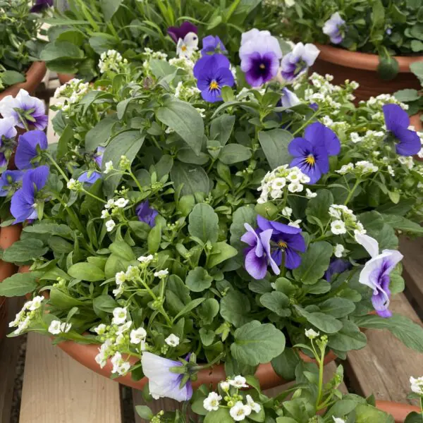Assorted  Annual Blooming Bowls - Mixed Colours - Image 5