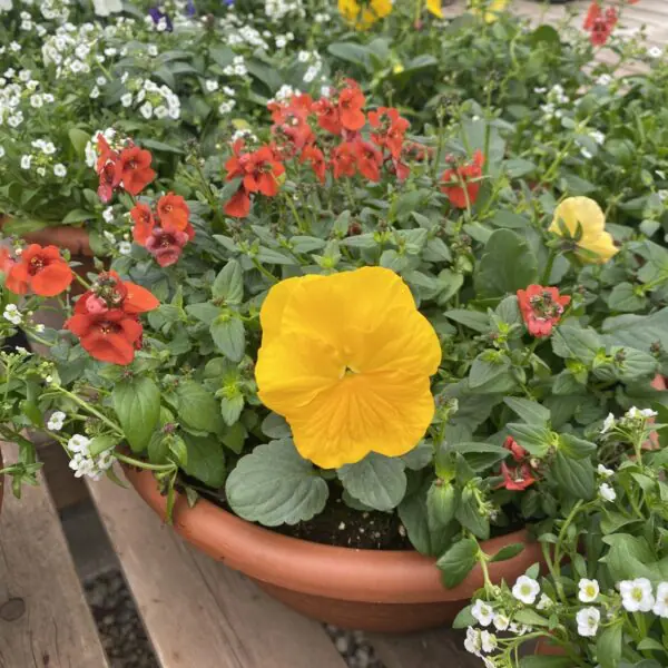 Assorted  Annual Blooming Bowls - Mixed Colours
