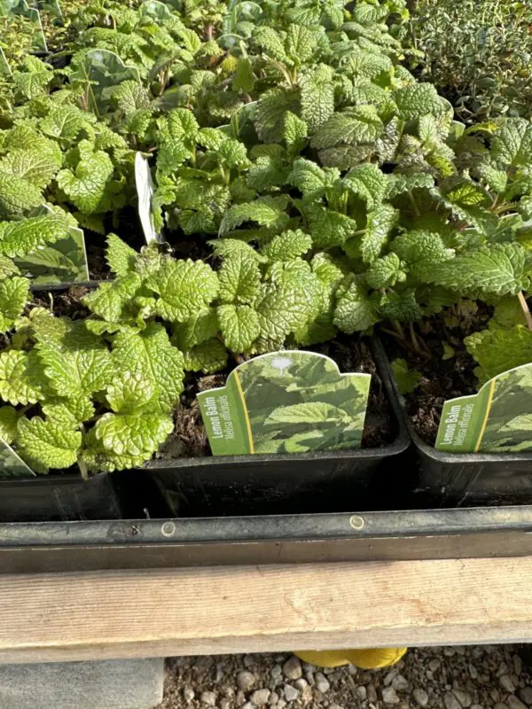 Lemon Balm - Culinary Herbs