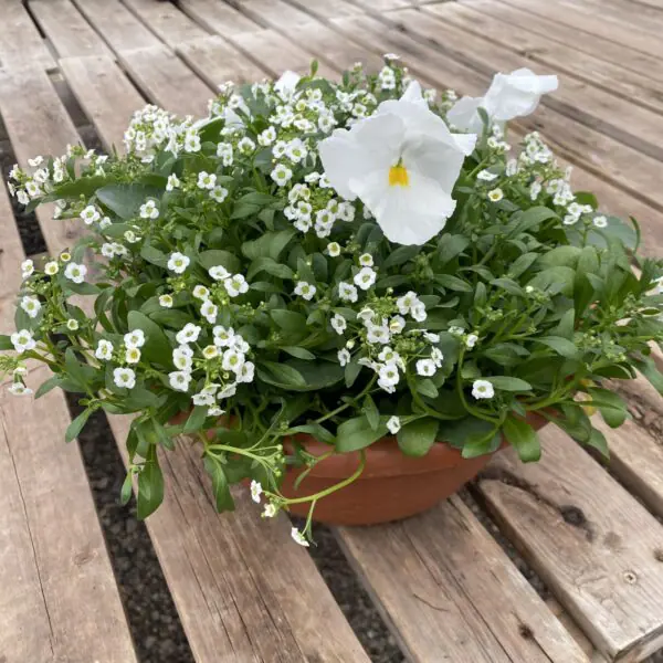 Assorted  Annual Blooming Bowls - Mixed Colours - Image 4