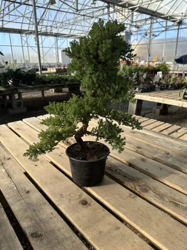 Juniper Bonsai "S" Shape