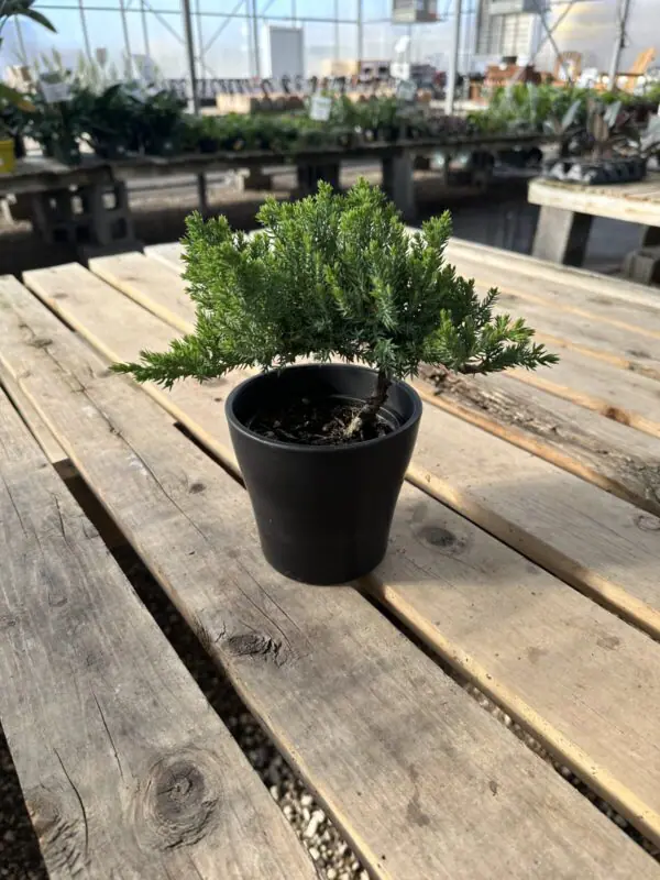 Juniper Bonsai Mound in Matte Black Pot