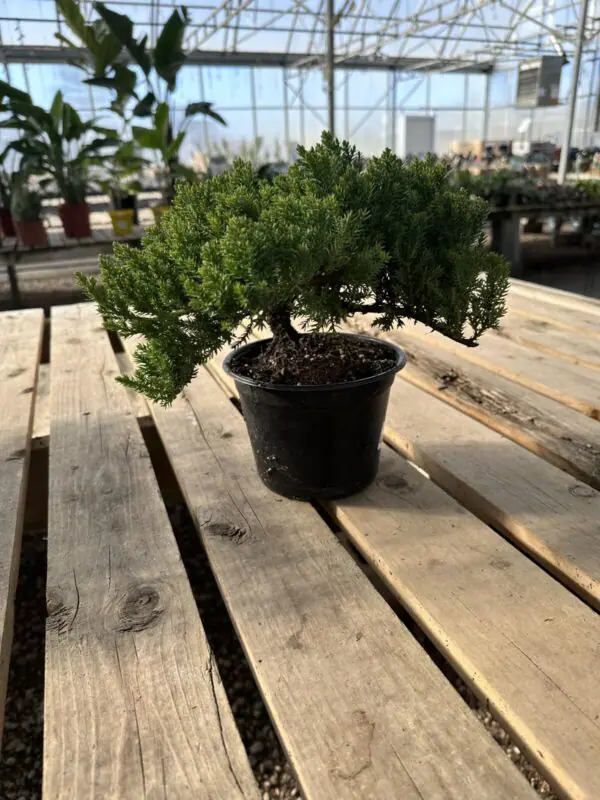 Juniper Bonsai Mound