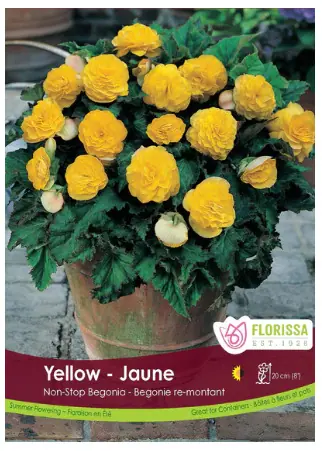 Non-Stop Begonia- Yellow